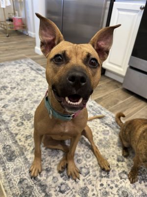 Meet April the adorable 1-year-old 32-pound female mix from NYCACC April is a