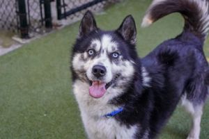 What my friends at Seattle Humane say about me I am new here and the staff are 