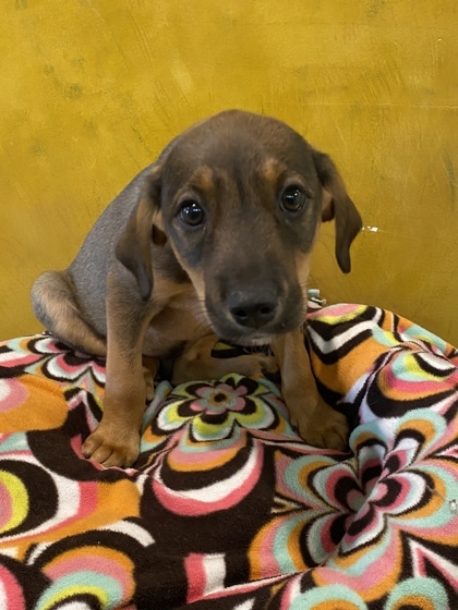 Cheez, an adoptable Mountain Cur, Mixed Breed in Harbor Springs, MI, 49740 | Photo Image 1