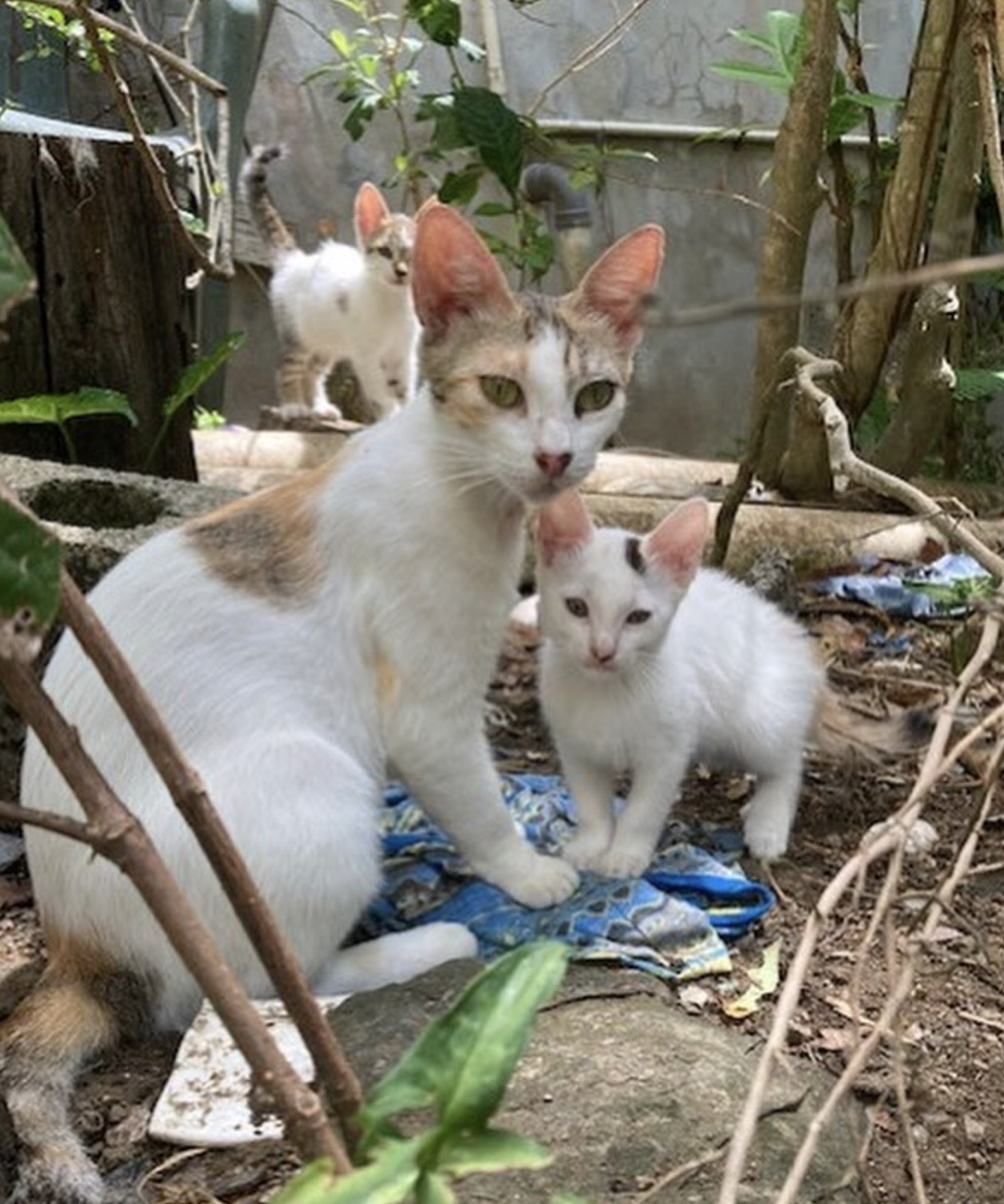 Rosita, an adoptable Domestic Short Hair in Rincon, PR, 00677 | Photo Image 2