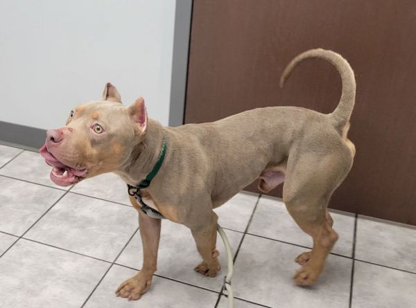 Humphrey thumbnail 2