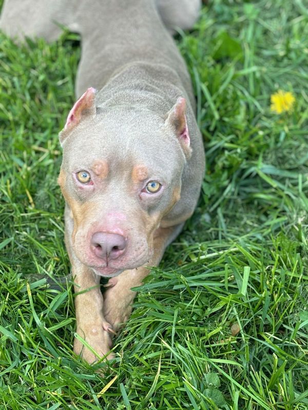 Humphrey thumbnail 3