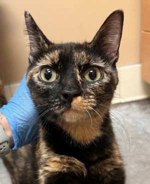 Primary Color Tortoiseshell Weight 75lbs Animal has been Spayed