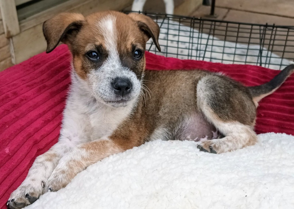 Jason, an adoptable Mixed Breed in Duncan, OK, 73533 | Photo Image 2