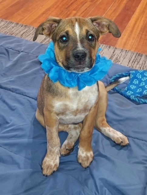 Jake, an adoptable Mixed Breed in Duncan, OK, 73533 | Photo Image 1