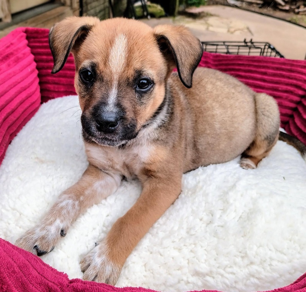 Jake, an adoptable Mixed Breed in Duncan, OK, 73533 | Photo Image 2