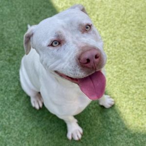 Coconut is a 1-year-old white and tan Pit Bull Terrier Mix who is the sweetest 
