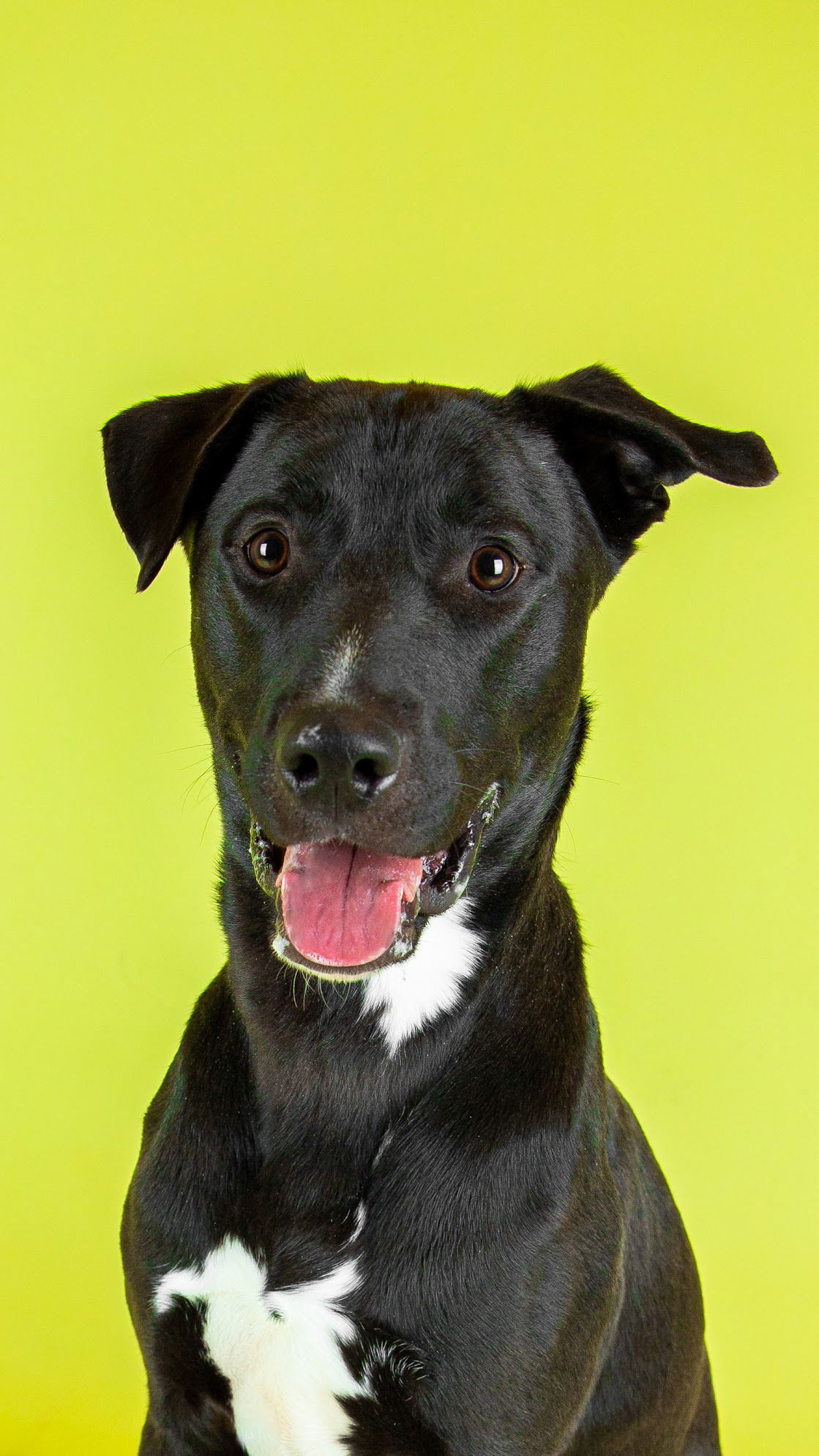 Trochee, an adoptable Pit Bull Terrier in Salt Lake City, UT, 84171 | Photo Image 1