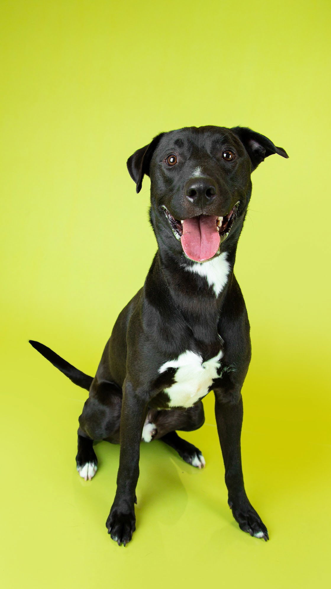 Trochee, an adoptable Pit Bull Terrier in Salt Lake City, UT, 84171 | Photo Image 2