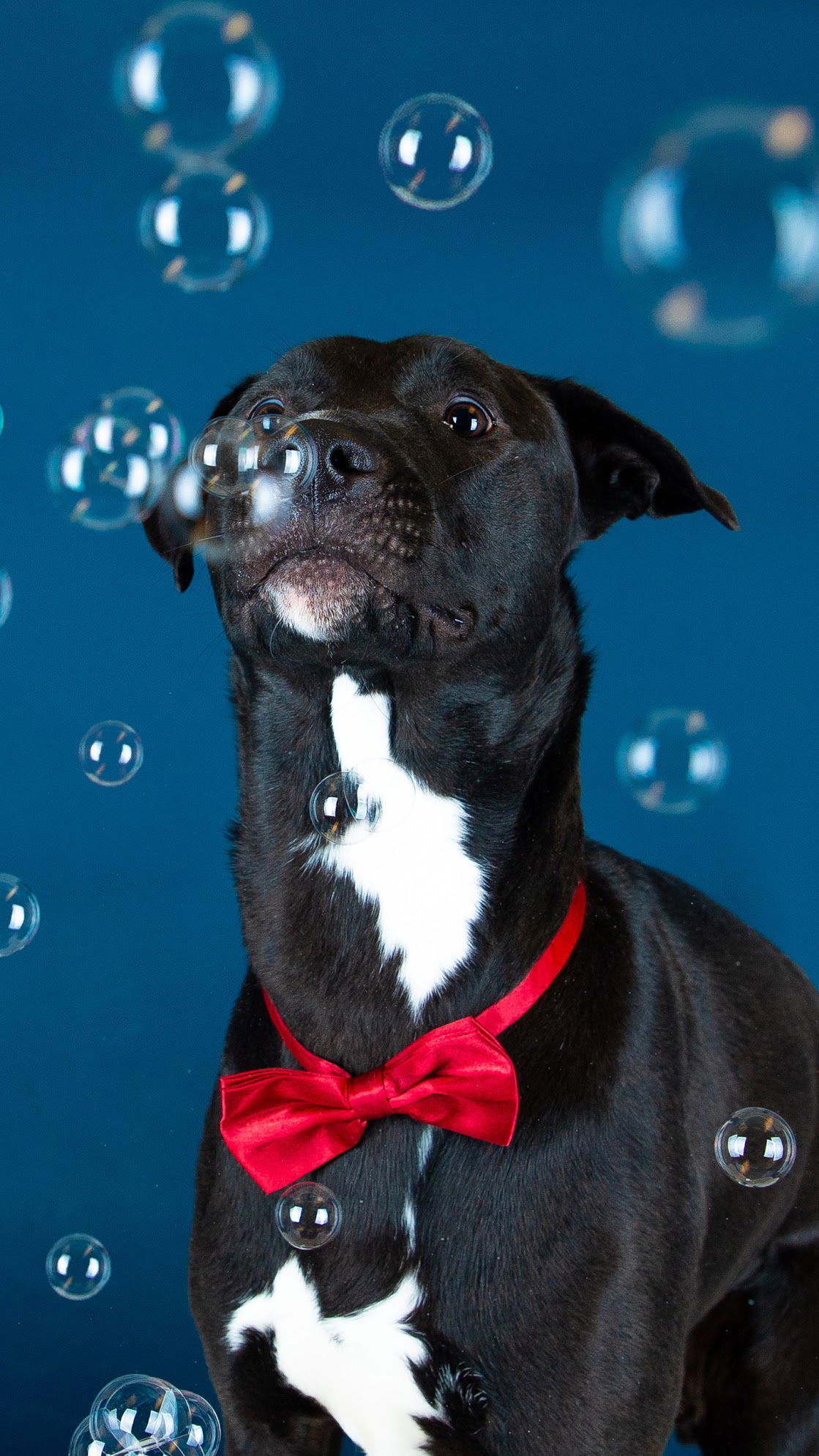 Trochee, an adoptable Pit Bull Terrier in Salt Lake City, UT, 84171 | Photo Image 3