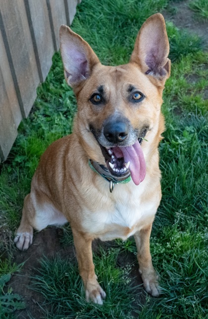 Stormy, an adoptable Mixed Breed in Eugene, OR, 97402 | Photo Image 1
