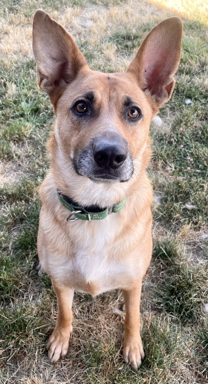 Stormy, an adoptable Mixed Breed in Eugene, OR, 97402 | Photo Image 2