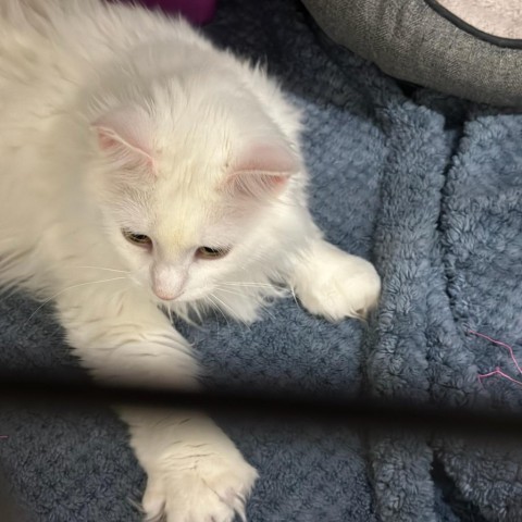 Polly, an adoptable Extra-Toes Cat / Hemingway Polydactyl, Domestic Short Hair in North Battleford, SK, S9A 2M7 | Photo Image 1