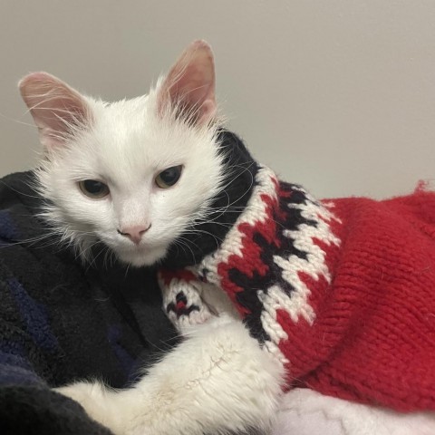 Polly, an adoptable Extra-Toes Cat / Hemingway Polydactyl, Domestic Short Hair in North Battleford, SK, S9A 2M7 | Photo Image 2