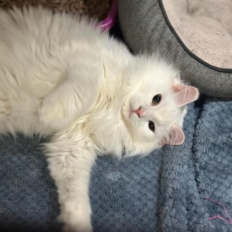 Polly, an adoptable Extra-Toes Cat / Hemingway Polydactyl, Domestic Short Hair in North Battleford, SK, S9A 2M7 | Photo Image 3