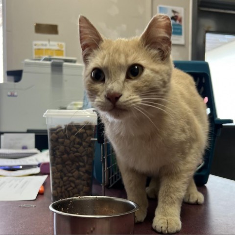 Emmett, an adoptable Domestic Short Hair in North Battleford, SK, S9A 2M7 | Photo Image 1