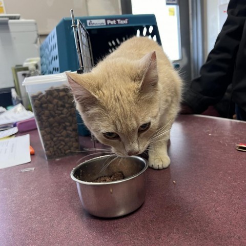 Emmett, an adoptable Domestic Short Hair in North Battleford, SK, S9A 2M7 | Photo Image 2