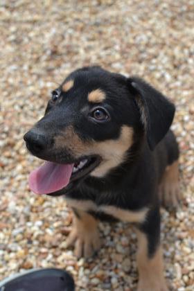 FallOutBoy is available for adoption at the Plaquemines Campus at 455 F Edward 