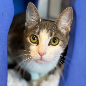 Hey there Im Steph I am a one year old domestic shorthaired small sized sp