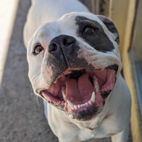 Titan, an adoptable Pit Bull Terrier in Grand Junction, CO, 81505 | Photo Image 1