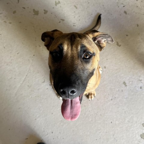 Shasta, an adoptable German Shepherd Dog in Grand Junction, CO, 81505 | Photo Image 1