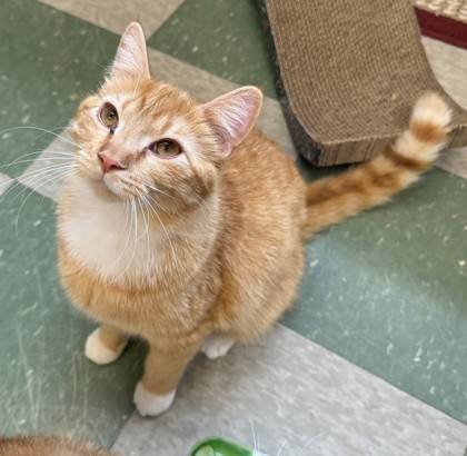 Lumpy, an adoptable Domestic Short Hair in Willmar, MN, 56201 | Photo Image 1