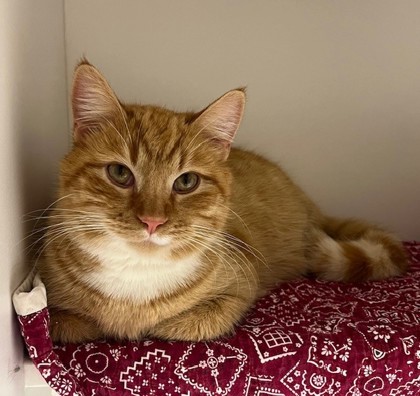 Lumpy, an adoptable Domestic Short Hair in Willmar, MN, 56201 | Photo Image 4