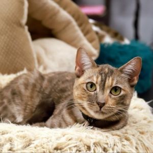 Libby is a sweet and cuddly dilute calico She likes to play and romp but also snuggles hard and lo