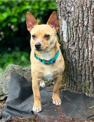 SUMMER STORM is an approximately 1-12 year old female chihuahua mix who was tra