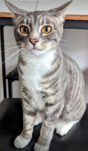 Eleni is a sweet smart kitty who needs a loving home She is friendly playful full of purrs and a