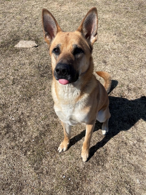 Laddy, an adoptable Mixed Breed in Great Falls, MT, 59405 | Photo Image 2