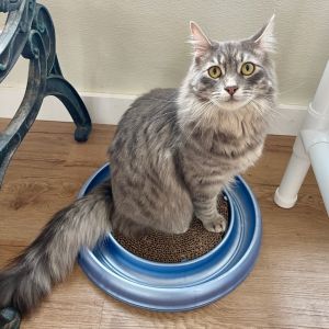Im Blue a dashing long-haired gray tabby whos ready to steal your heart At just one year old I