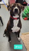 Bruce-Sponsored photo 3