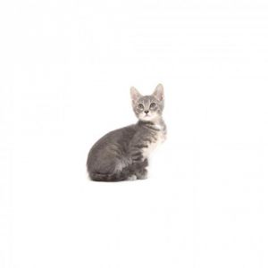 Citrine is a young little girl who is ready for a family of their own All kitte