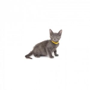 Lapis is a young little boy who is ready for a family of their own All kittens 