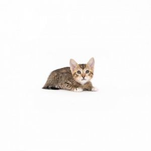 Kata Domestic Short Hair Cat