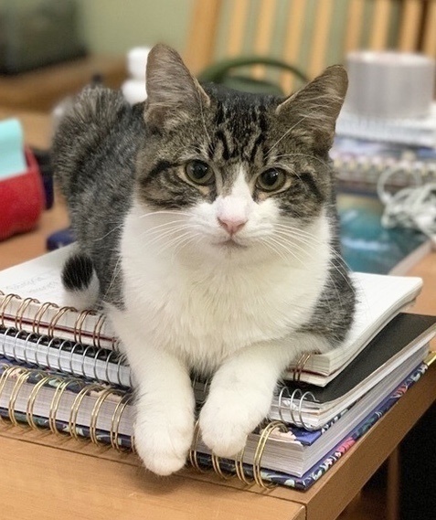Kyro (aka Kona)