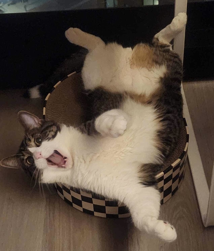 Kyro (aka Kona)
