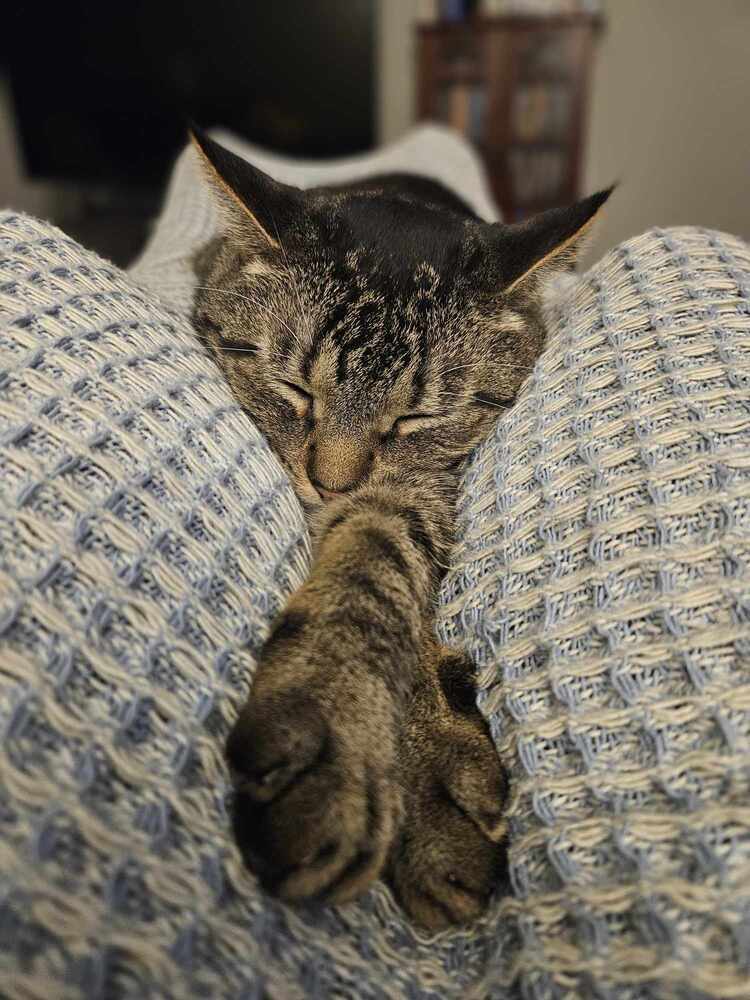 Reptar (aka Tallahassee)