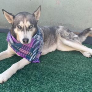 Dixie, Adult Female unknown