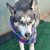 Dixie photo 6