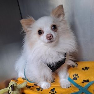 Cute little 85 pound Pomeranian He is three years old - scared at first- but warms up quickly