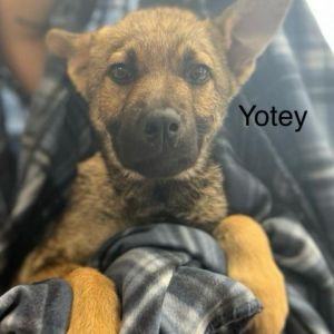 Yotey Shepherd Dog
