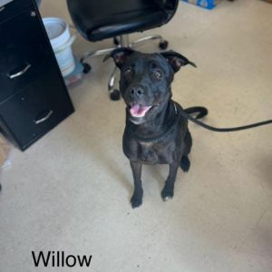 Willow Black Labrador Retriever Dog
