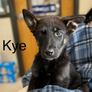 Kye Shepherd Dog