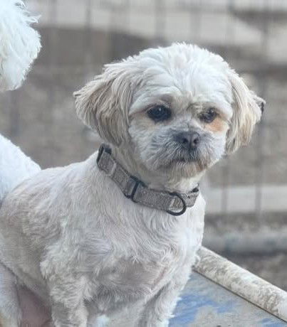 Rexie, an adoptable Shih Tzu in Mukwonago, WI, 53149 | Photo Image 1