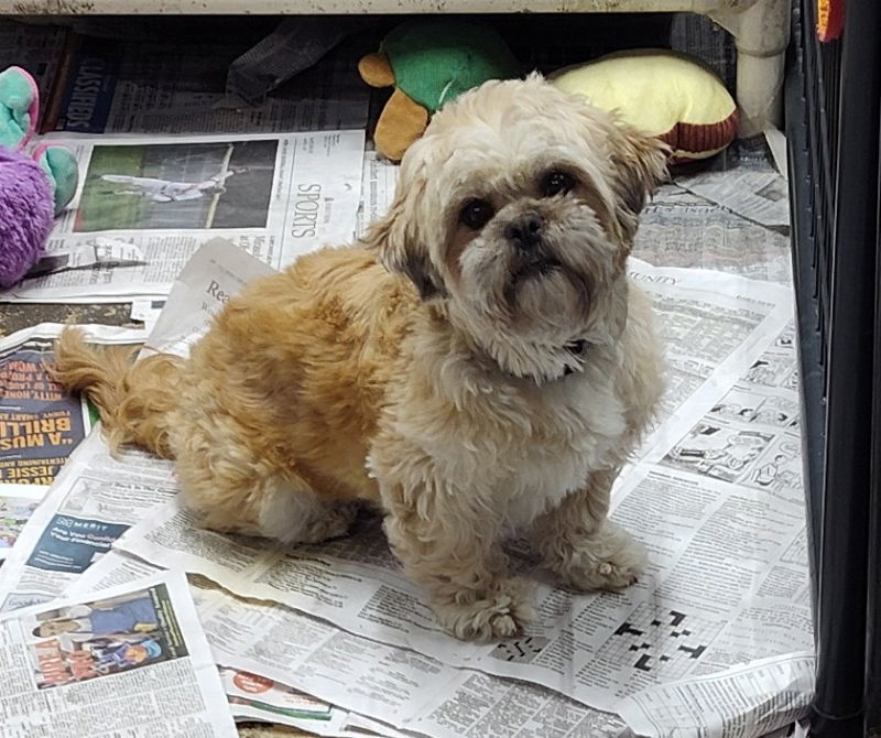 Rexie, an adoptable Shih Tzu in Mukwonago, WI, 53149 | Photo Image 2