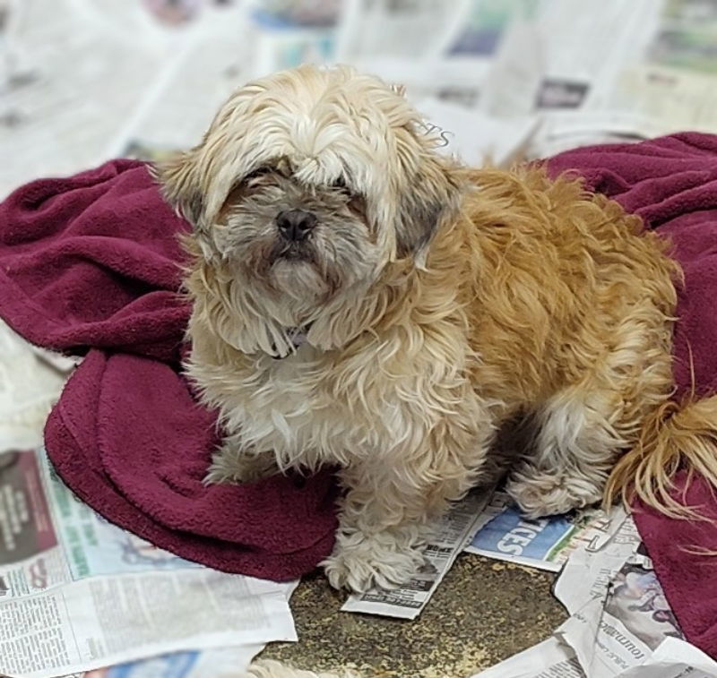 Rexie, an adoptable Shih Tzu in Mukwonago, WI, 53149 | Photo Image 3