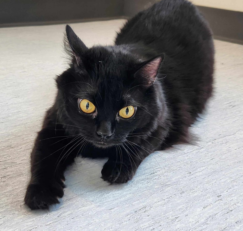 Shadow, an adoptable Domestic Long Hair in Kenai, AK, 99611 | Photo Image 1