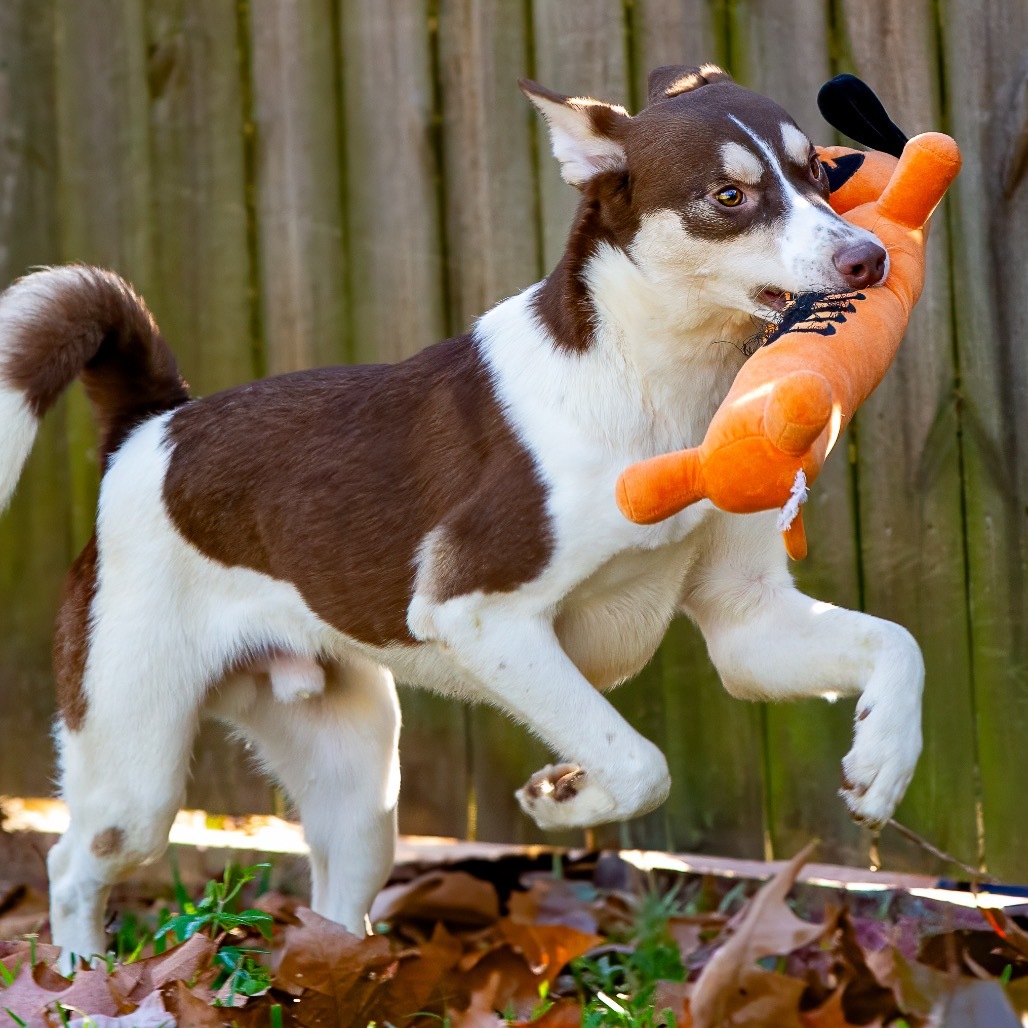 Chewy